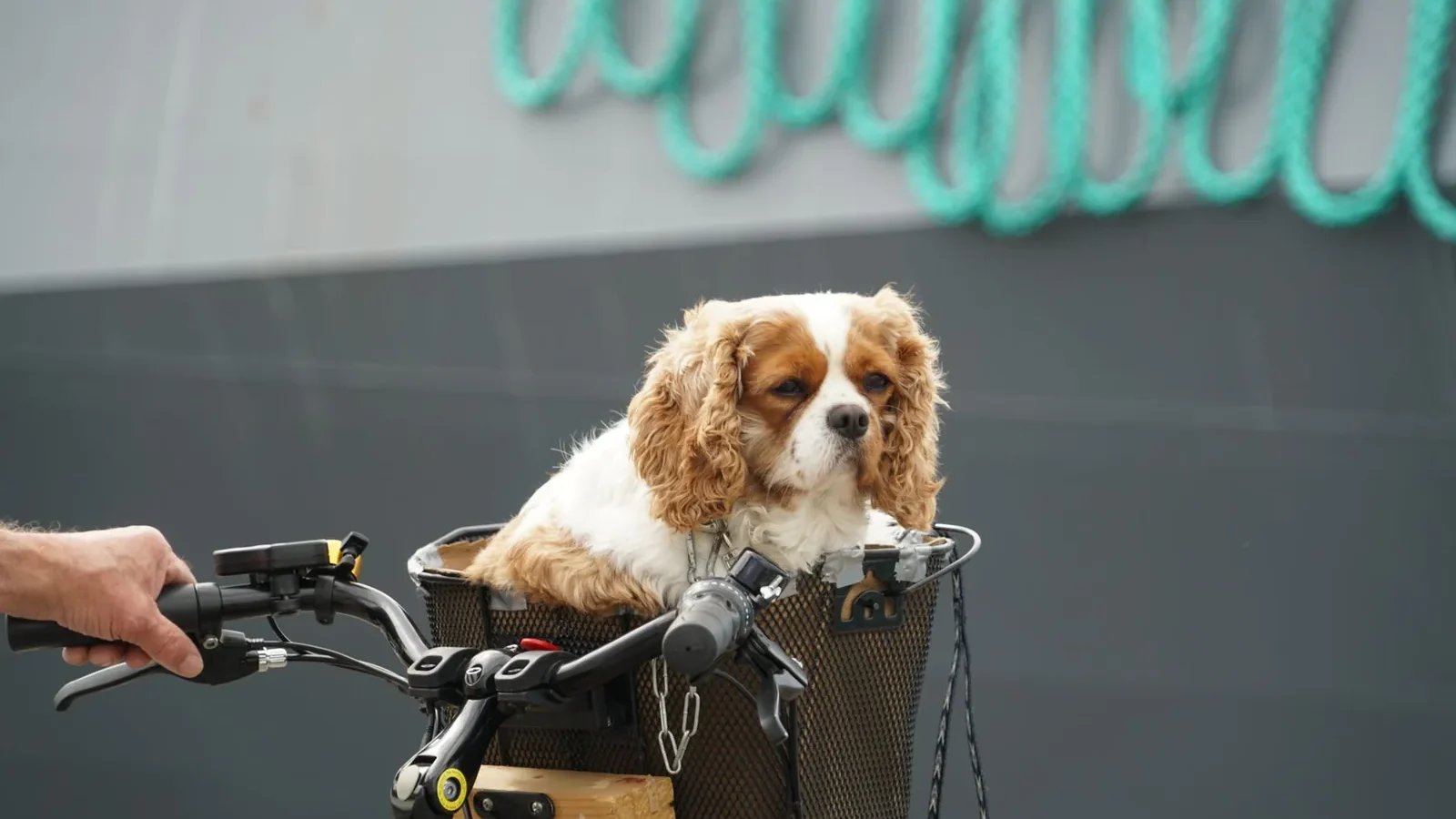 Cavalier King Charles Spaniel in a bicycle basket, showing cute pet travel.