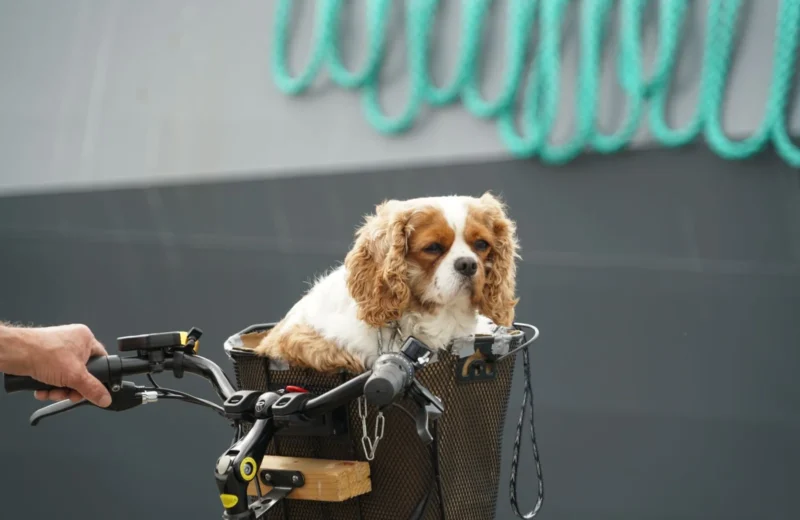 Cavalier King Charles Spaniel in a bicycle basket, showing cute pet travel.