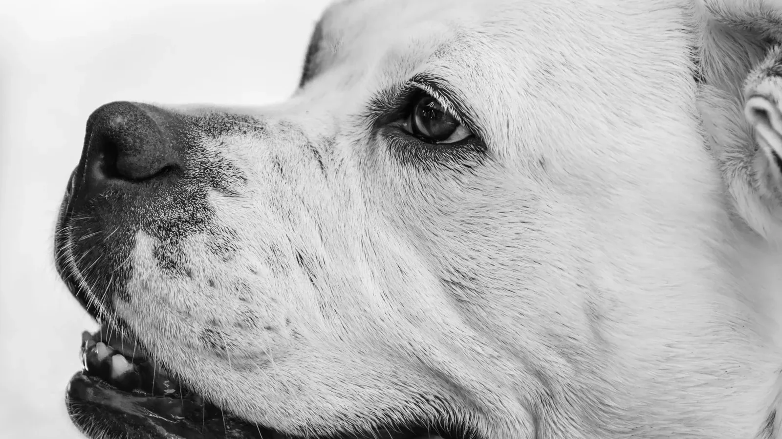 Detailed close-up of an American Bulldog in black and white, showcasing its expressive features.