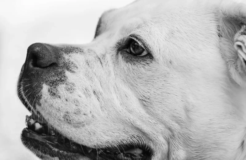 Detailed close-up of an American Bulldog in black and white, showcasing its expressive features.