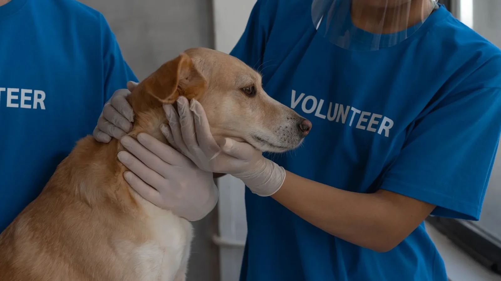 Volunteers in protective gear providing medical care to a dog at a vet clinic.