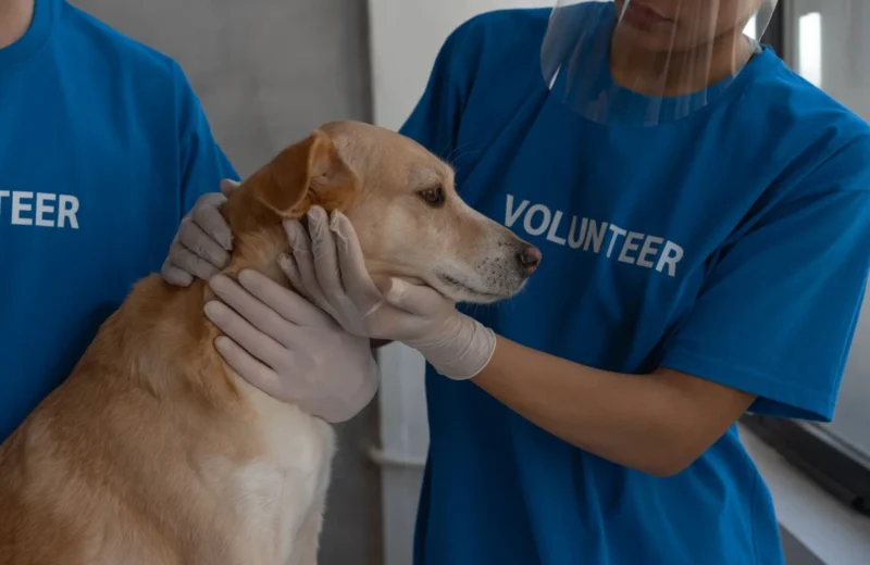 Volunteers in protective gear providing medical care to a dog at a vet clinic.