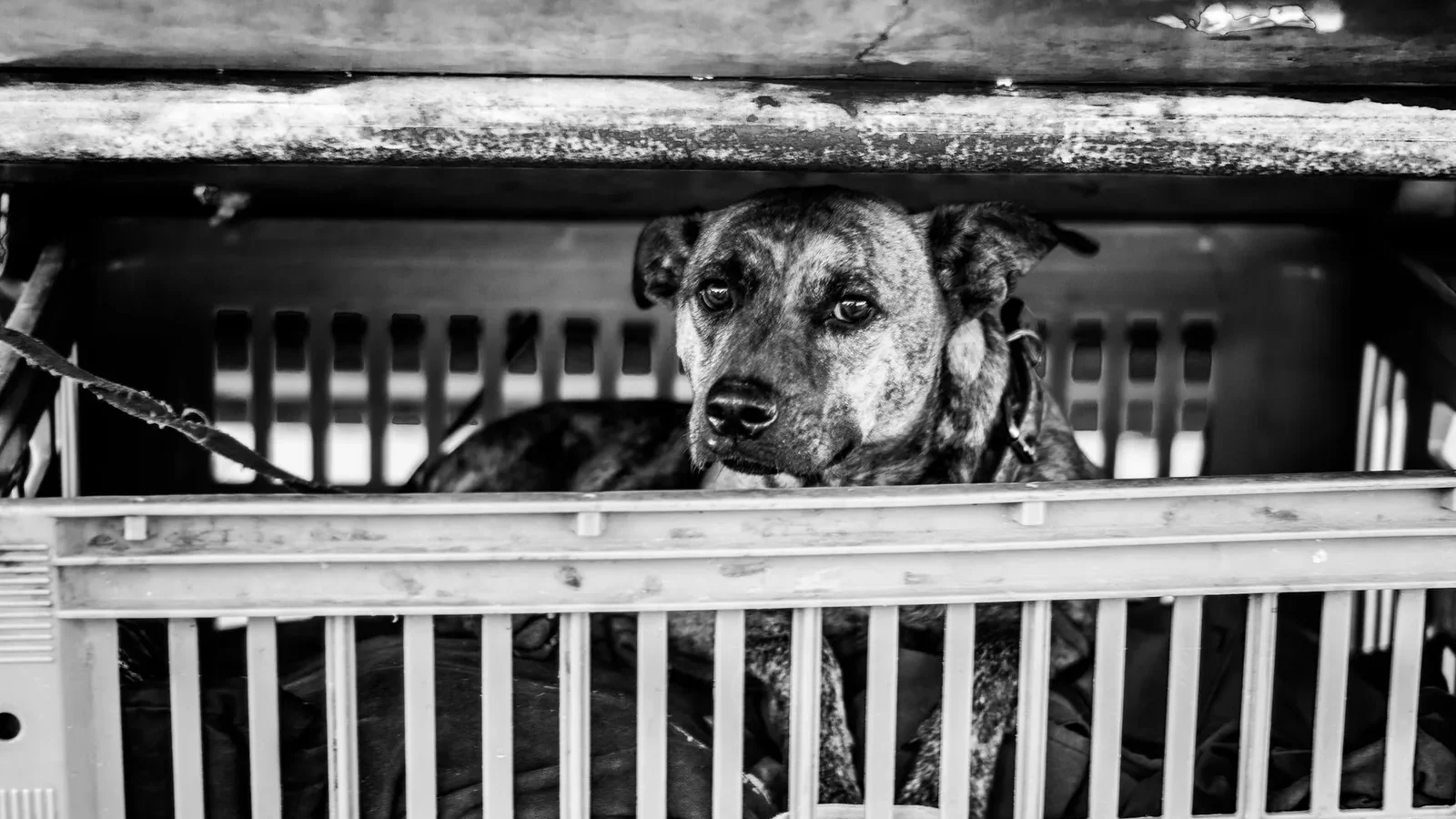 A sad-looking dog lying in a crate with a collar and leash, captured in black and white.