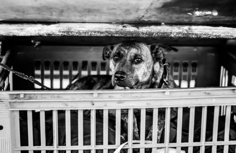 A sad-looking dog lying in a crate with a collar and leash, captured in black and white.