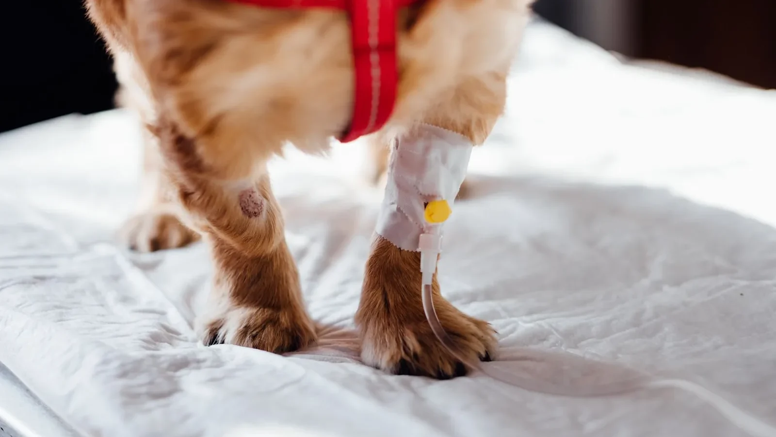 A small dog with an IV is receiving treatment at a vet clinic, focusing on its paws.