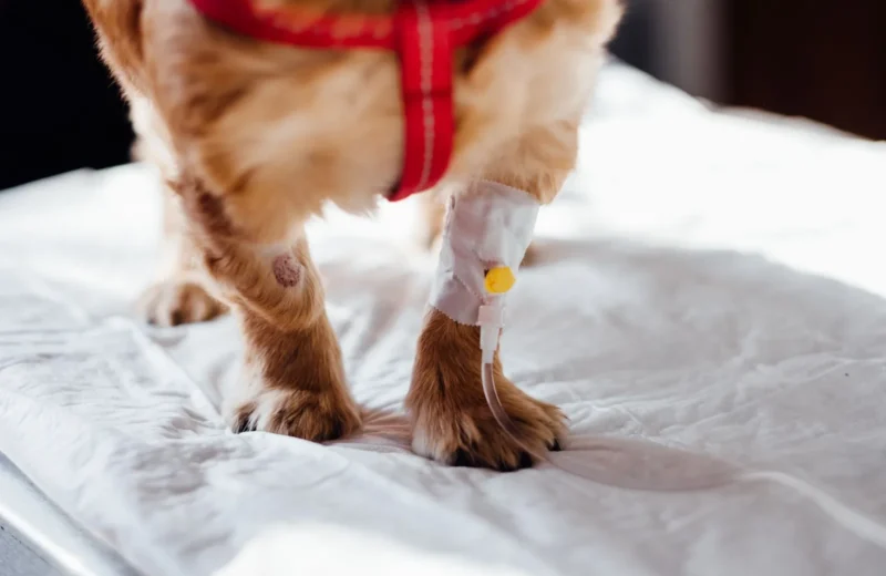 A small dog with an IV is receiving treatment at a vet clinic, focusing on its paws.