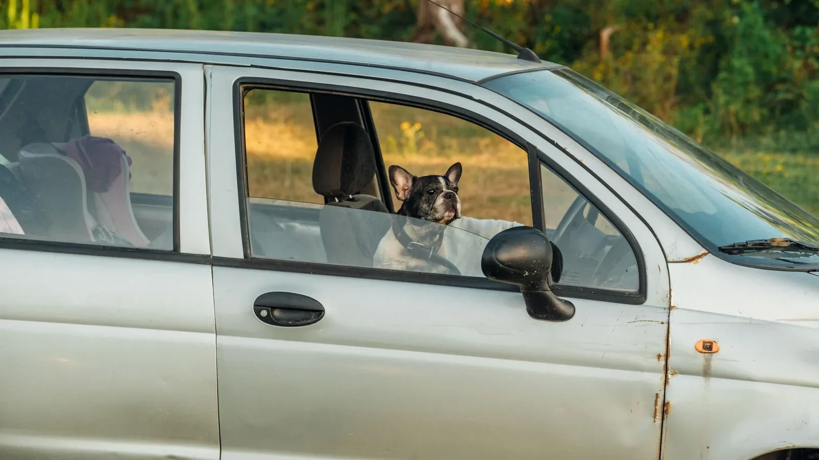 A French Bulldog enjoys the view from a parked car in a sunny outdoor setting.