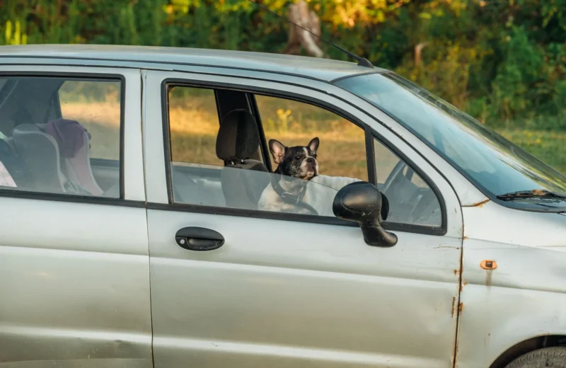 A French Bulldog enjoys the view from a parked car in a sunny outdoor setting.