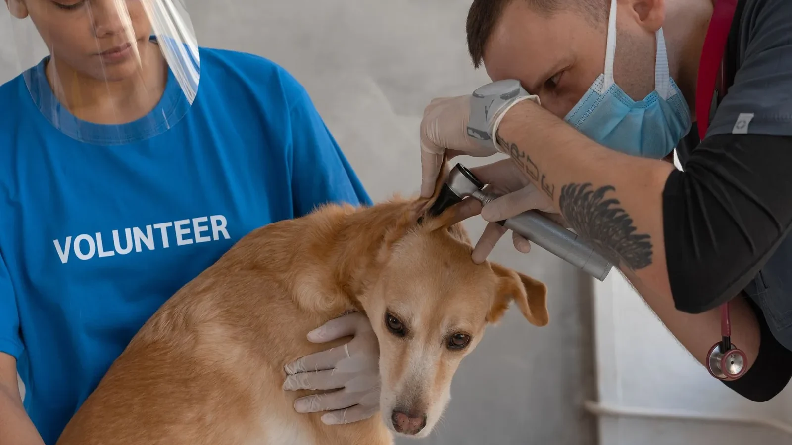 Vet performs checkup on dog with help from volunteer assistant indoors.