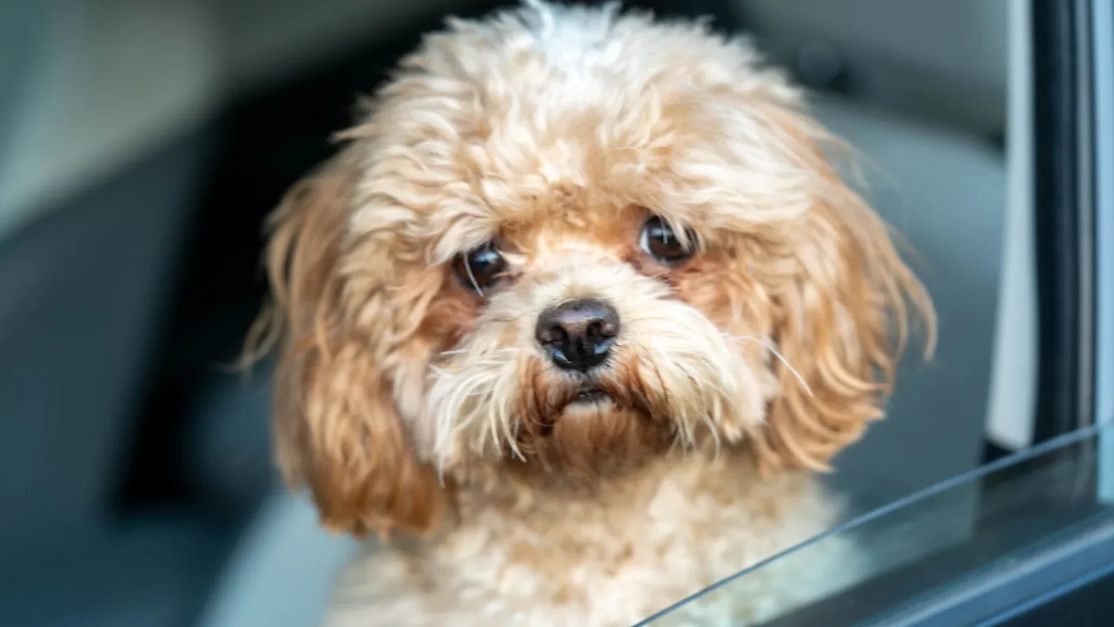 A cute toy poodle with curly fur gazes out of a car window, creating a heartwarming scene.