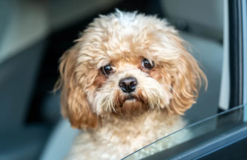 A cute toy poodle with curly fur gazes out of a car window, creating a heartwarming scene.