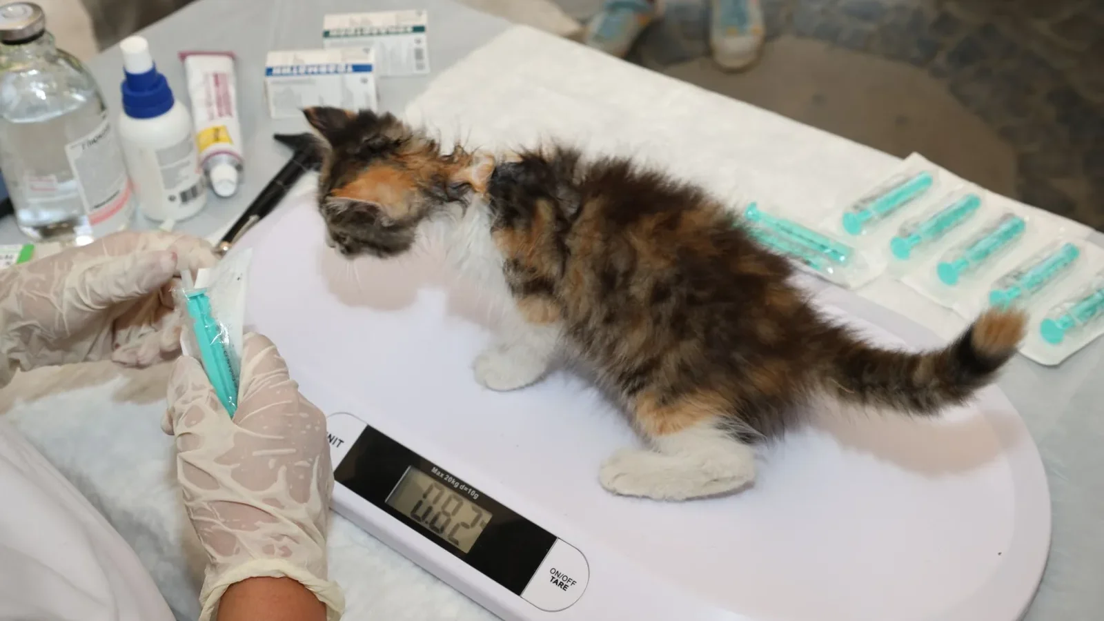 A veterinarian weighs a small kitten during a checkup at a clinic for pet health assessment.