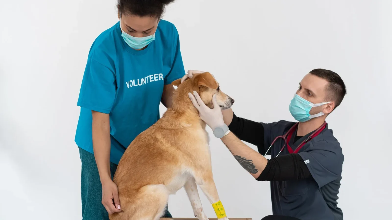 Veterinarian and volunteer check up on dog with masks and gloves in clinic.