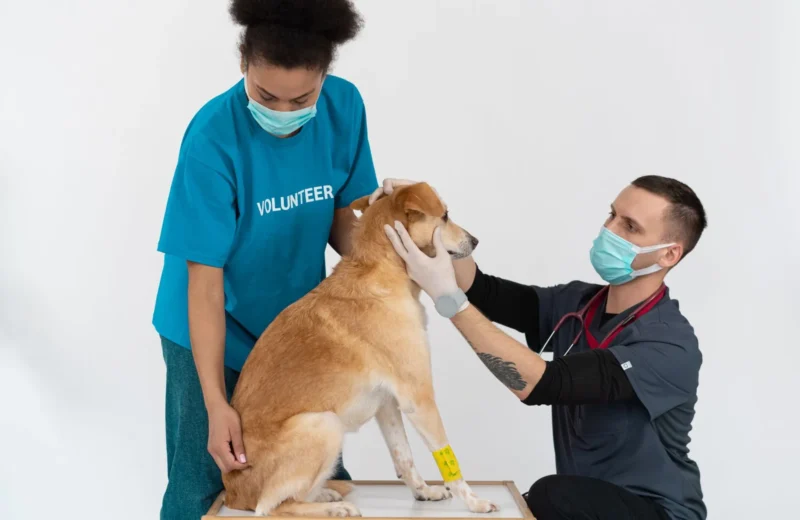 Veterinarian and volunteer check up on dog with masks and gloves in clinic.