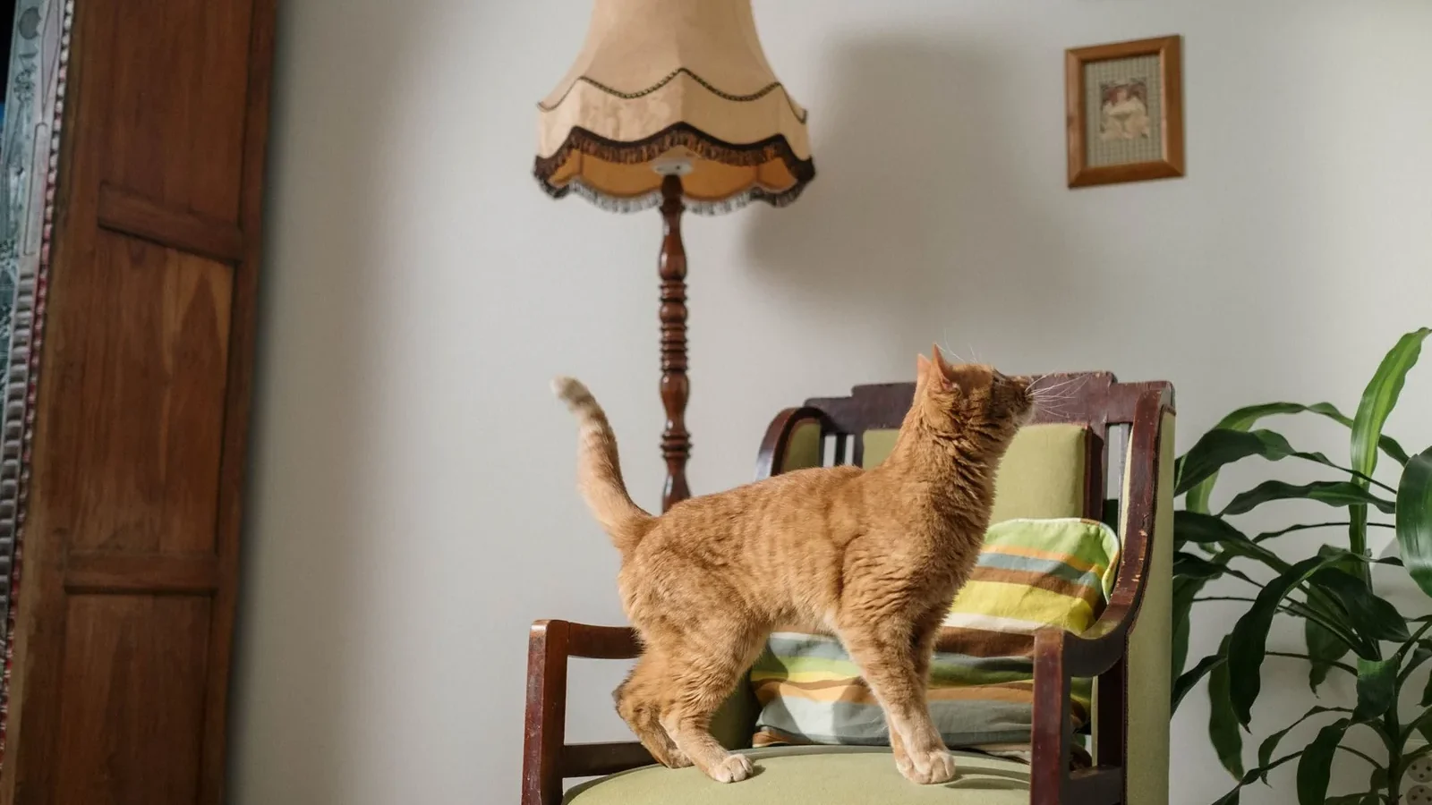 Ginger cat exploring an armchair in a cozy vintage-styled interior with house plants.