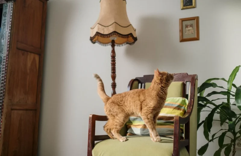 Ginger cat exploring an armchair in a cozy vintage-styled interior with house plants.