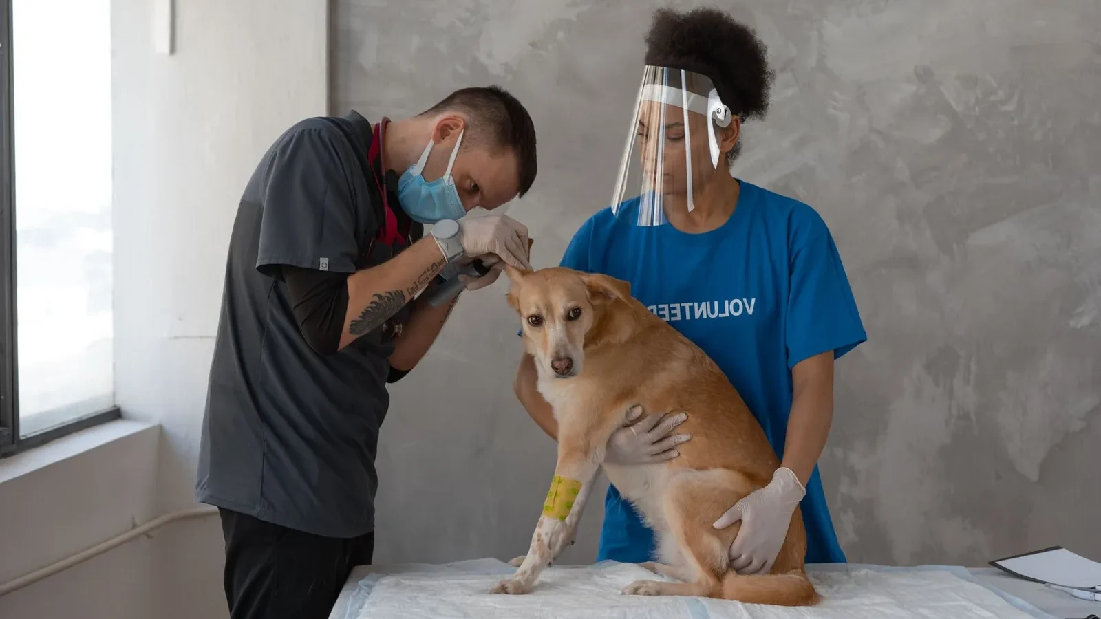 Veterinarian and volunteers performing a check-up on a dog at a clinic.
