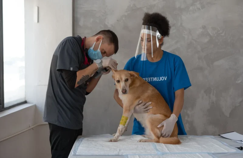 Veterinarian and volunteers performing a check-up on a dog at a clinic.