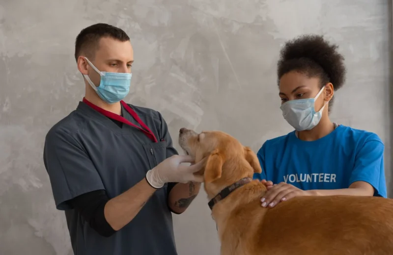 A veterinarian and a volunteer attend to a dog during a check-up in a veterinary clinic.