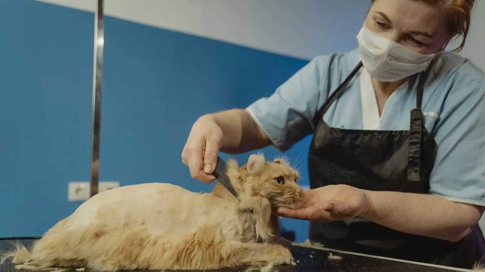 Close-up of a professional groomer trimming a fluffy orange tabby cat indoors.