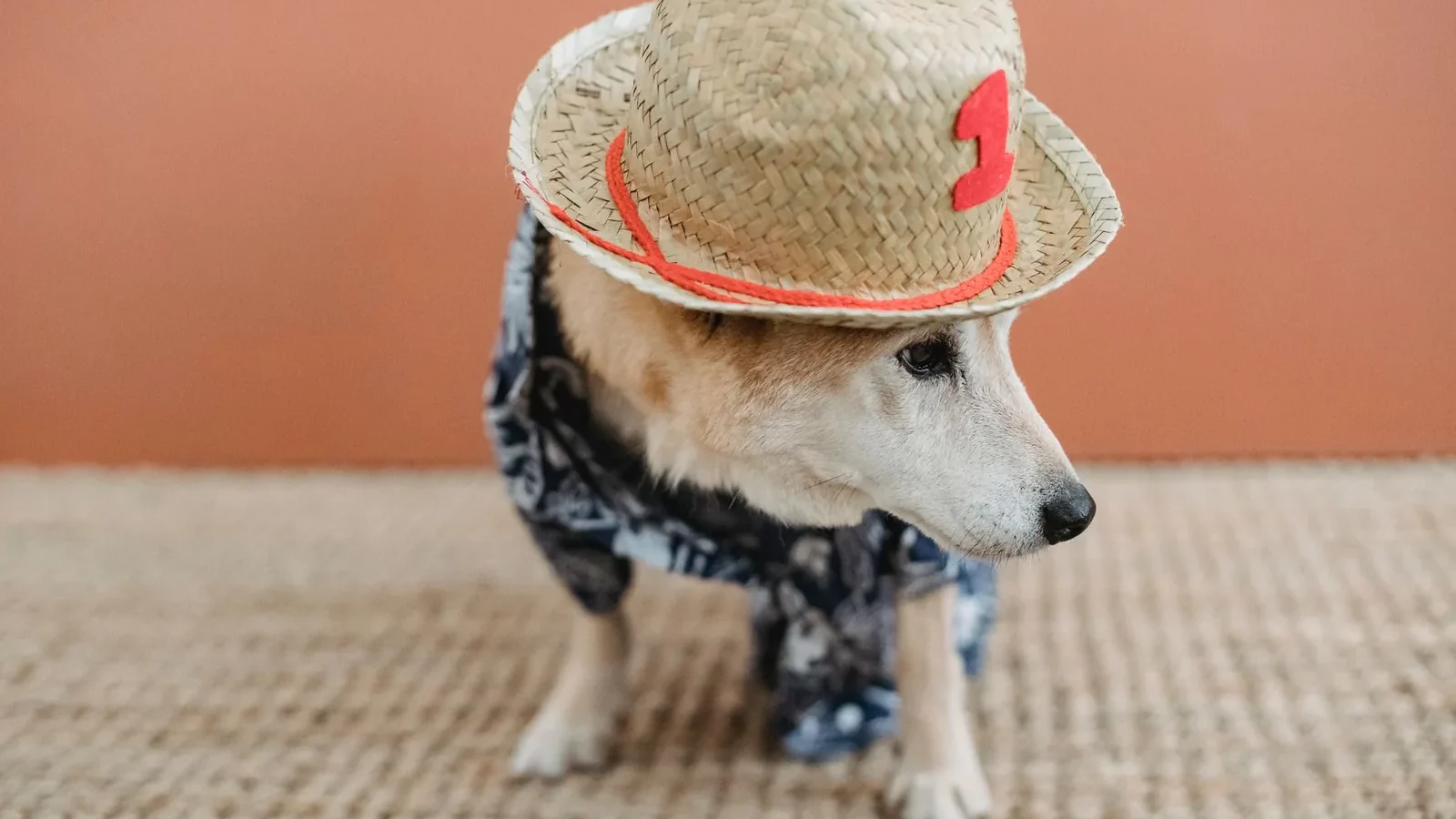Puppy in straw hat with number and canine apparel standing in light room.