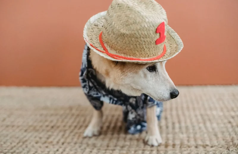 Puppy in straw hat with number and canine apparel standing in light room.