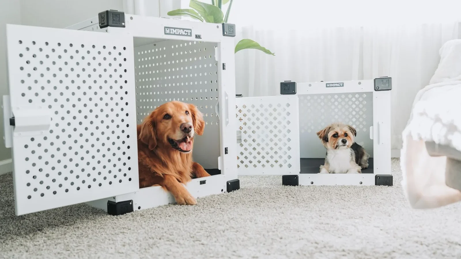 Golden Retriever and small dog resting in white dog crates in a cozy living room.