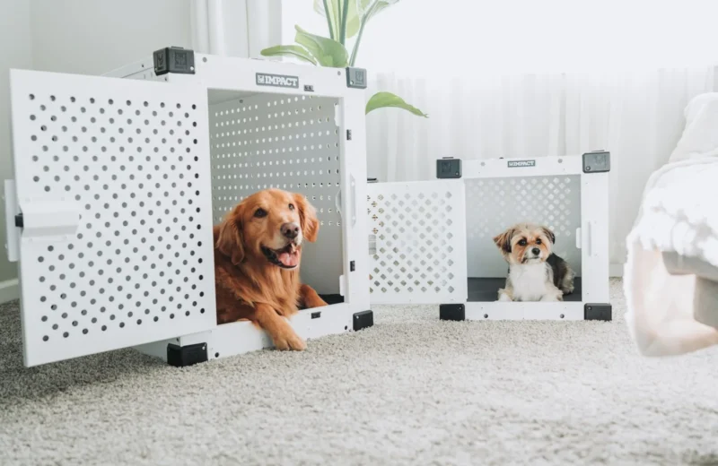 Golden Retriever and small dog resting in white dog crates in a cozy living room.